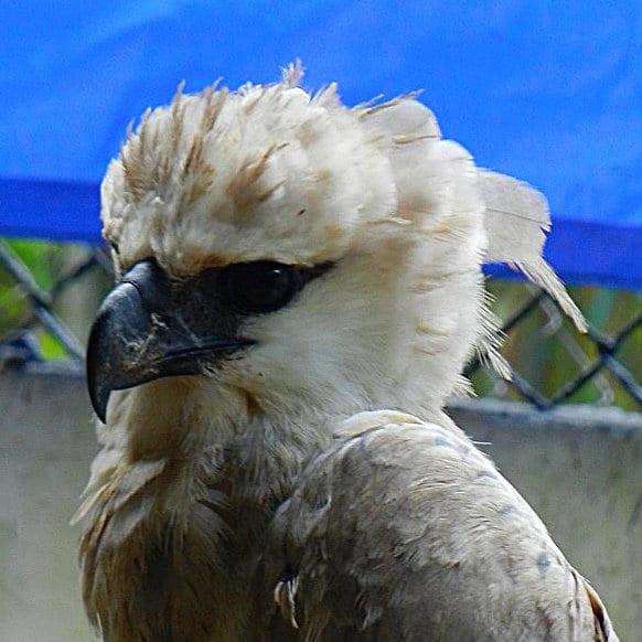 Harpy Eagle Summit Panama