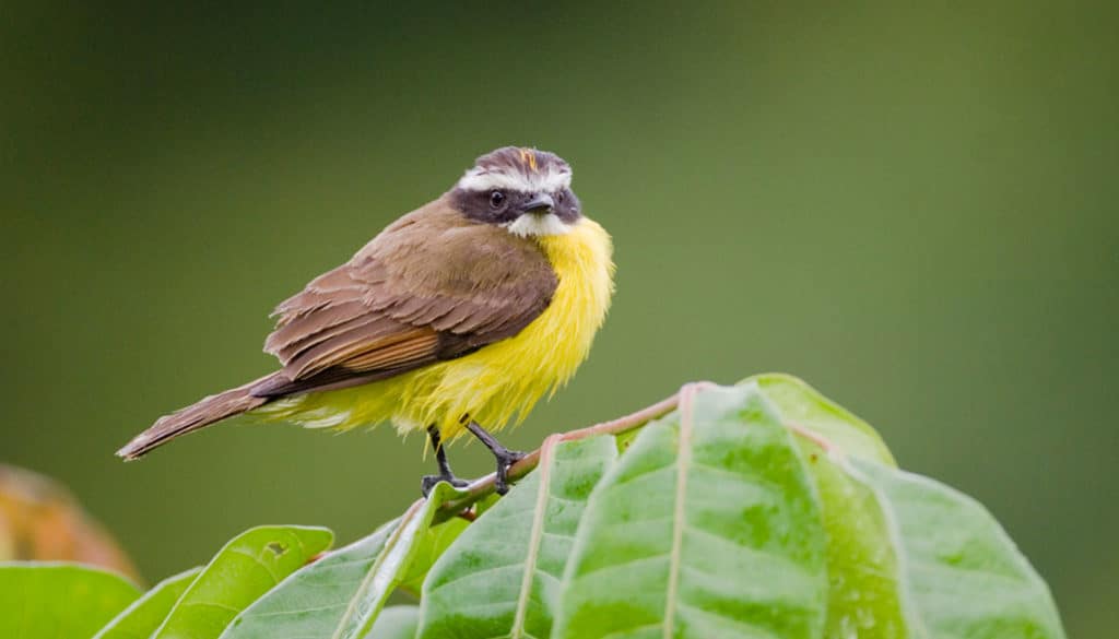 Social Flycatcher
