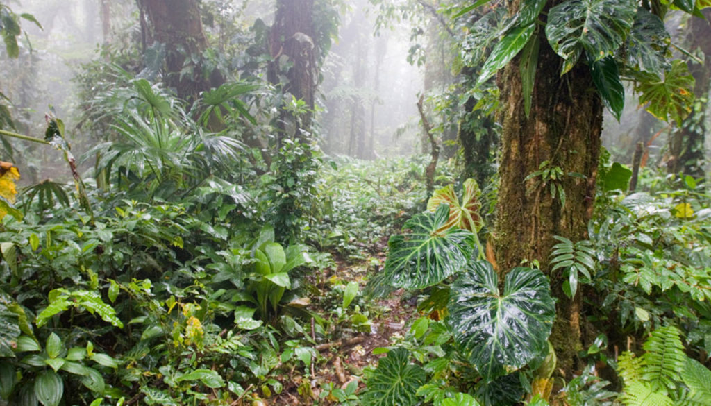 Rainforest