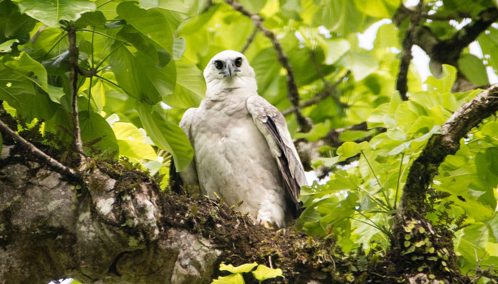 Harpy Eagle