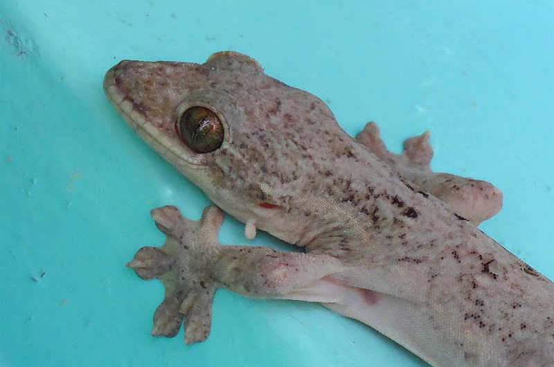 Turnip Tailed Gecko The Canopy Family
