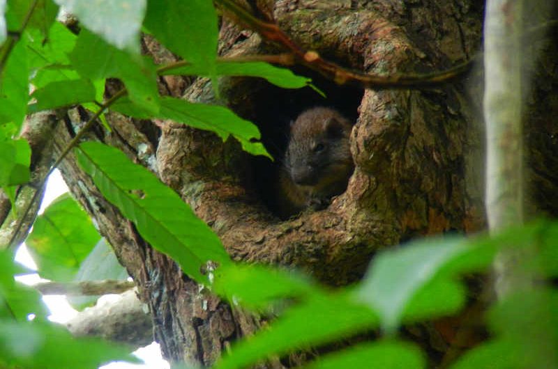 Rufous Tree Rat Panama