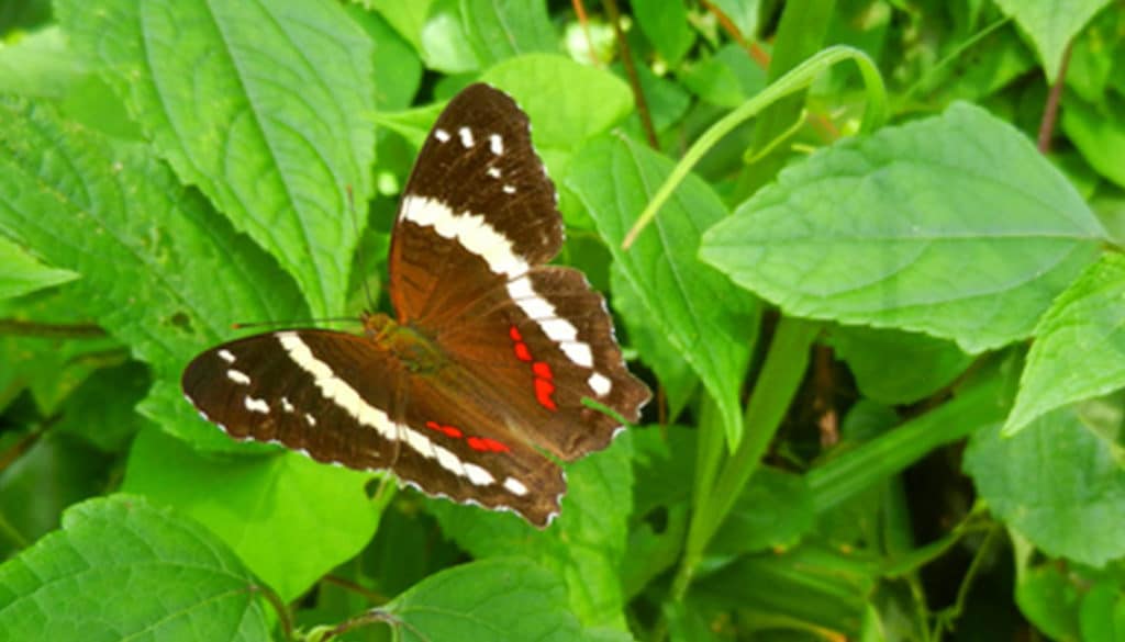 Banded Peacock butterfly