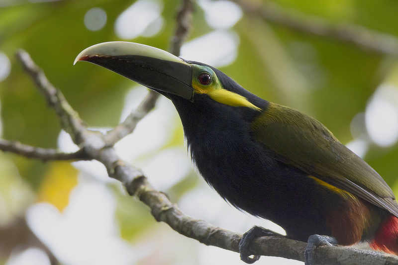 Yellow-eared Toucanet Panama