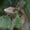 Canopy Lizard