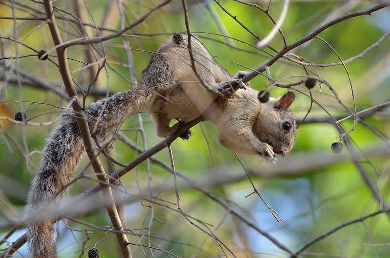 Variegated Squirrel Panama