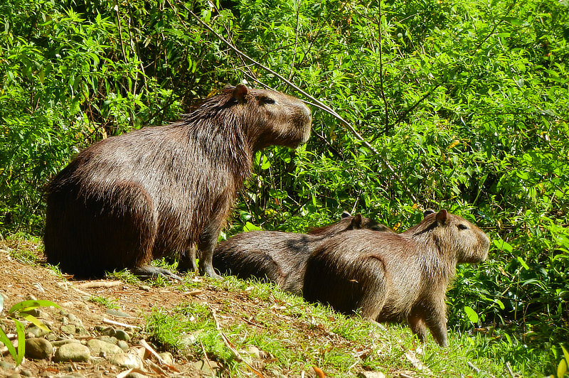 Capybara