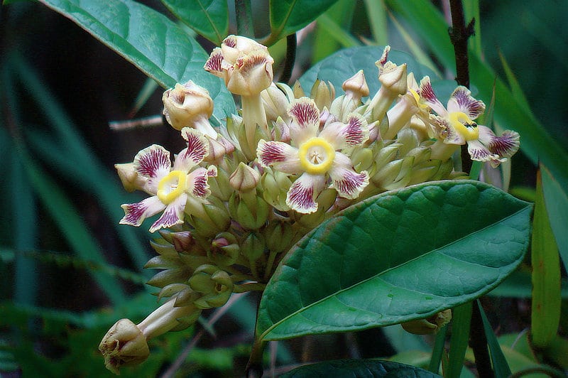 Prestonia portobellensis