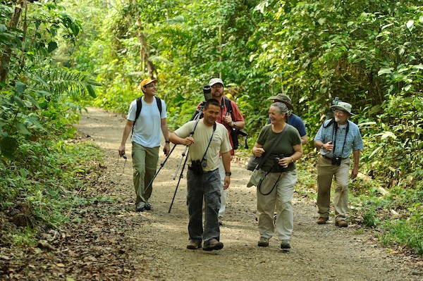 Pipeline Road is considered by many to be one of the best birding locations in all of Central America if not the world. It's possible to see 300 species in a single day, and a world record of 450 species in 24 hrs. was set there in 1985...The 17 km. road provides access to both forest and wetland birds. Numerous side trails plus 11 creeks and rivers can be followed into the forest. Army ant swarms often attended by antbirds and sometimes Rufous-vented Ground-cuckoo are found frequently. Soberania National Park.