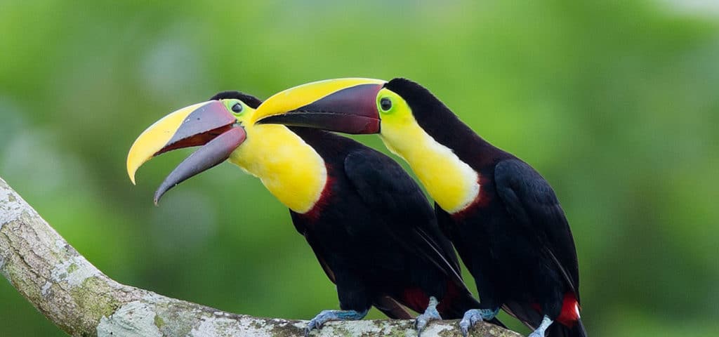 Yellow-throated Toucans