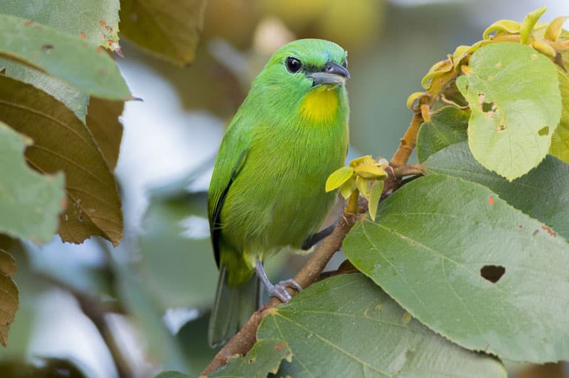 Green Shrike-Vireo Panama