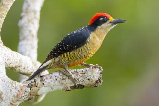 Black-cheeked Woodpecker Panama