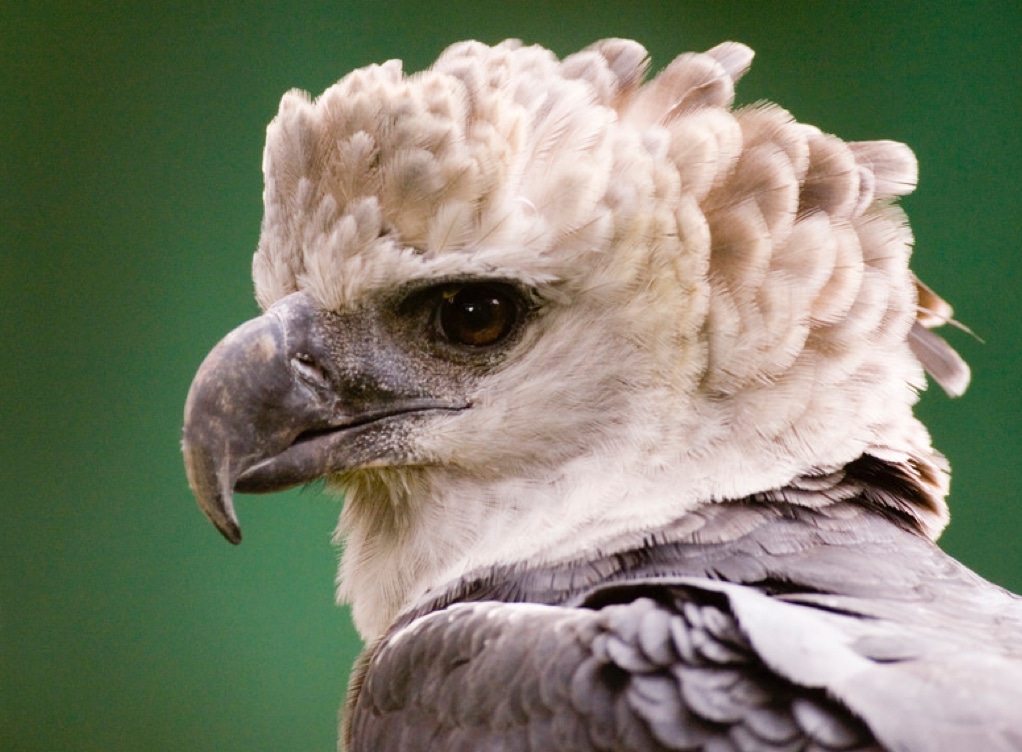 wildlife