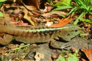 Central American Whiptail