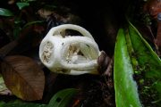 Stinkhorn fungus