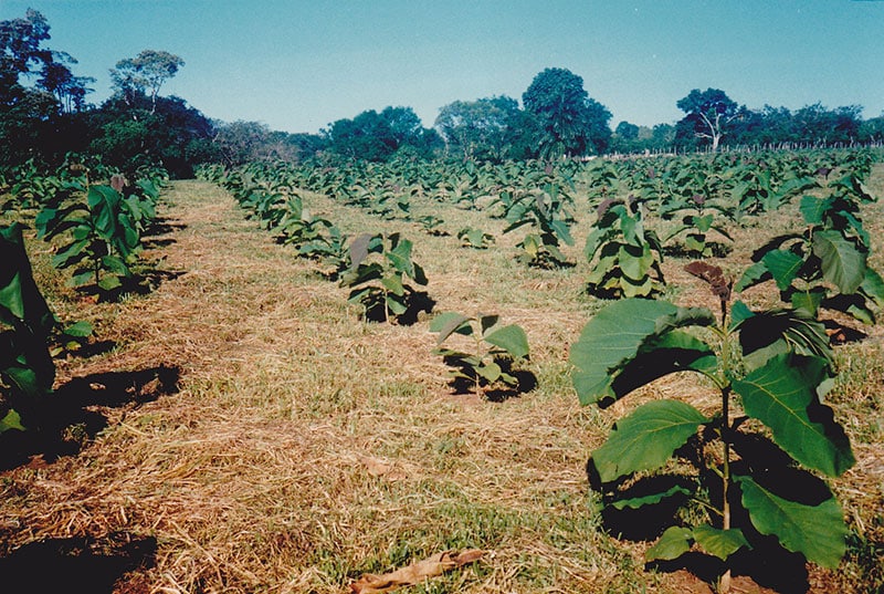 Canopy Camp, Teak Plantation in 1990