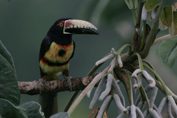 Collared Aracari