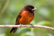 7-night, all-inclusive Panama bird watching package at Canopy Lodge
