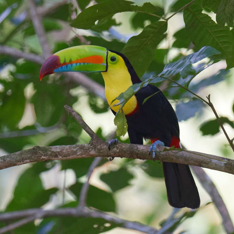 Canopy Tower Activities - Bird Activities - Keel-billed Toucan