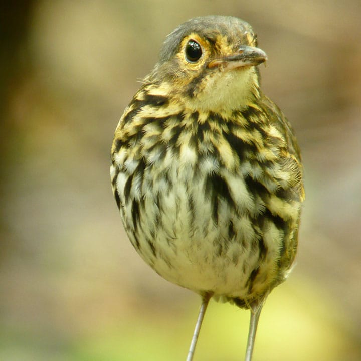 Streak-chested Antpitta