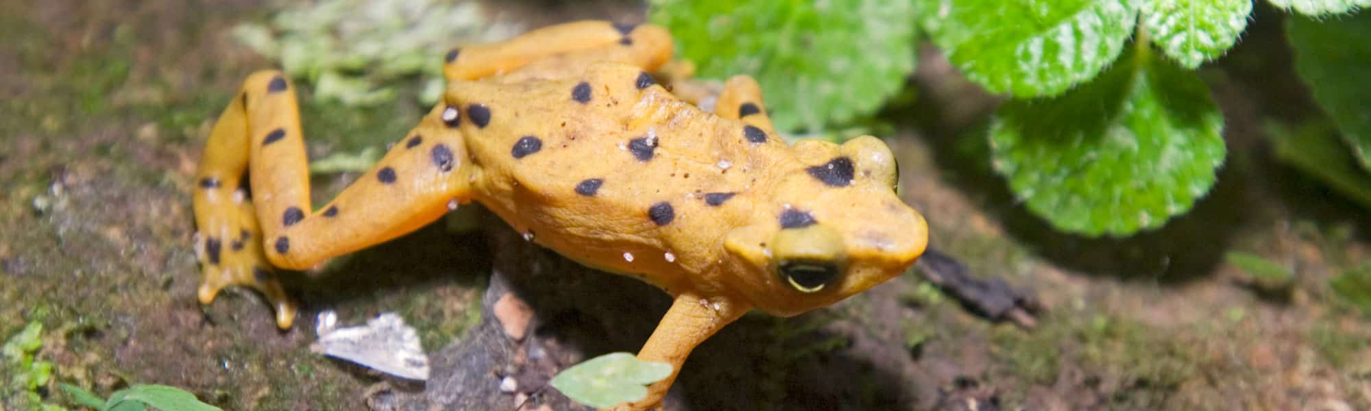 Panamanian Golden Frog