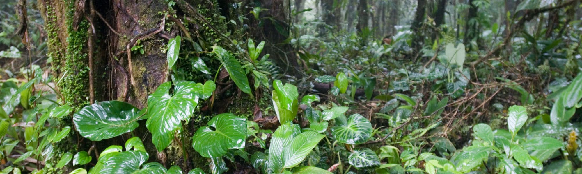 Rainforest