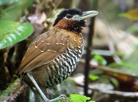Black-crowned Antpitta