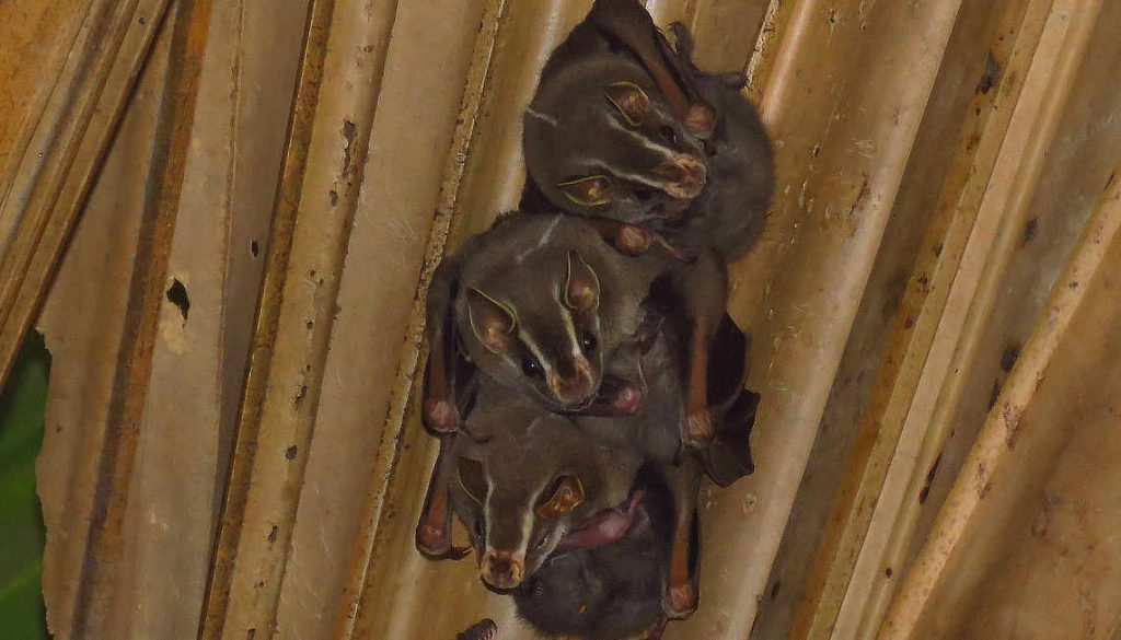 Common Tent-making Bats Panama