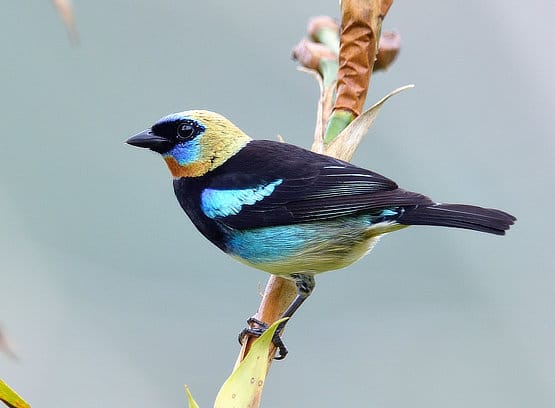 Golden-hooded Tanager