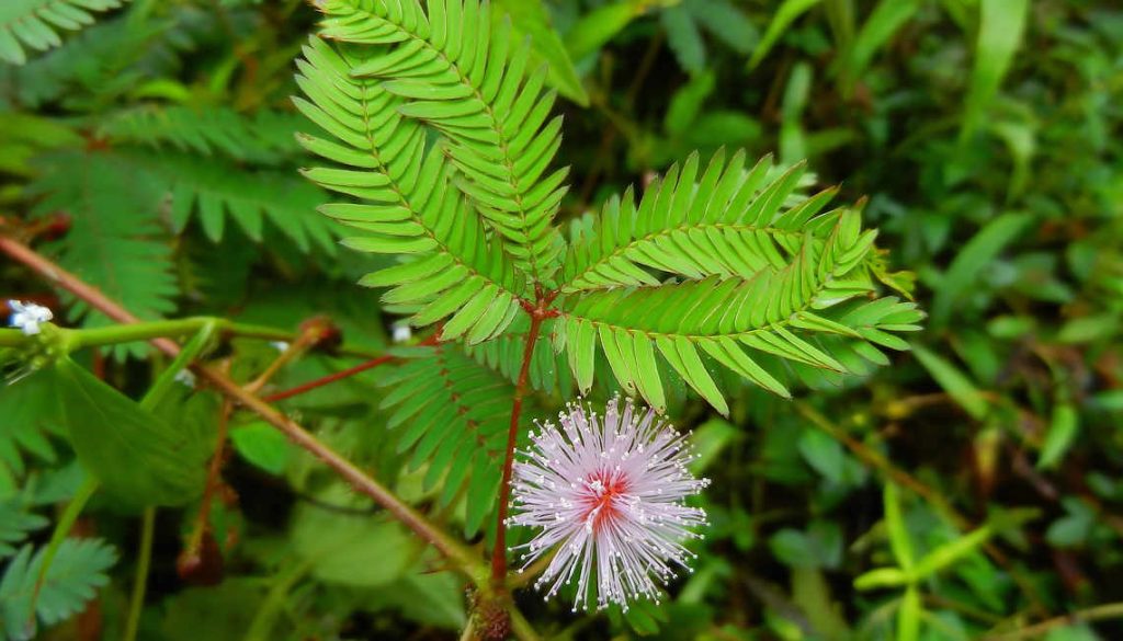 Mimosa pudica Sensitive Plant