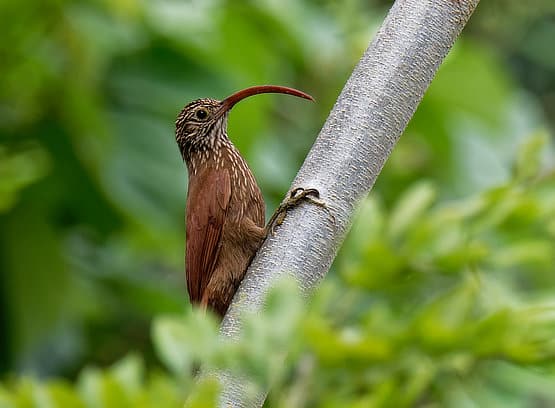 Red-billed Scythebill Darien Panama