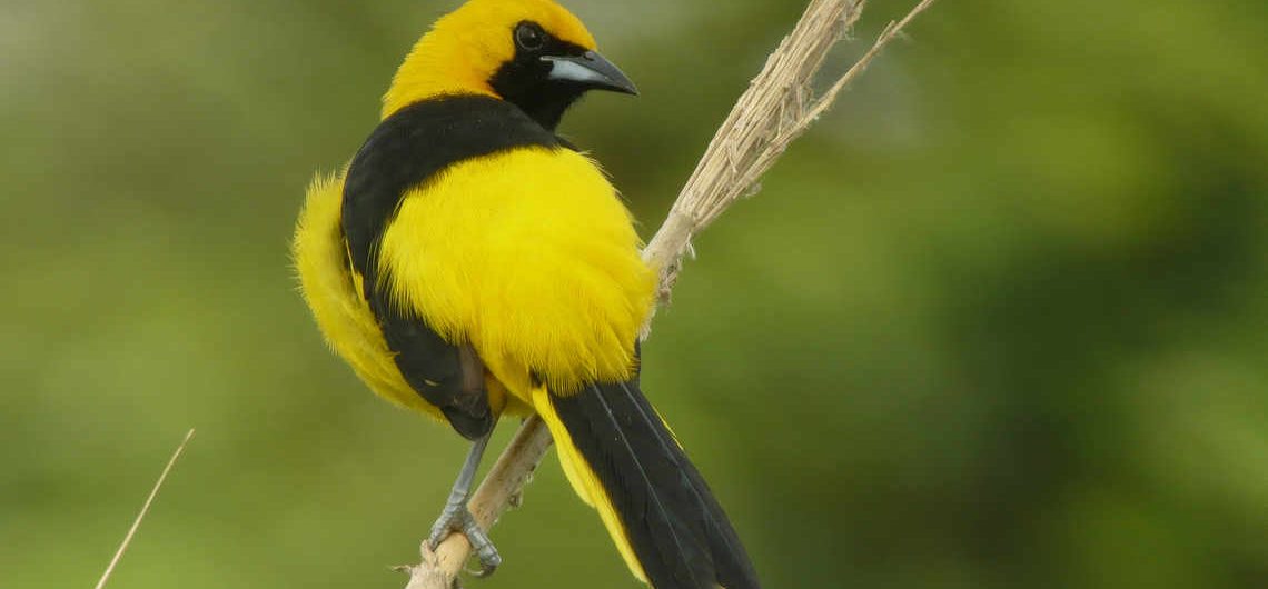 Yellow-tailed Oriole Panama