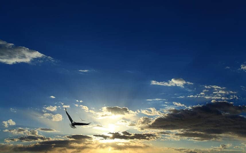 eagle-iStock-477782828