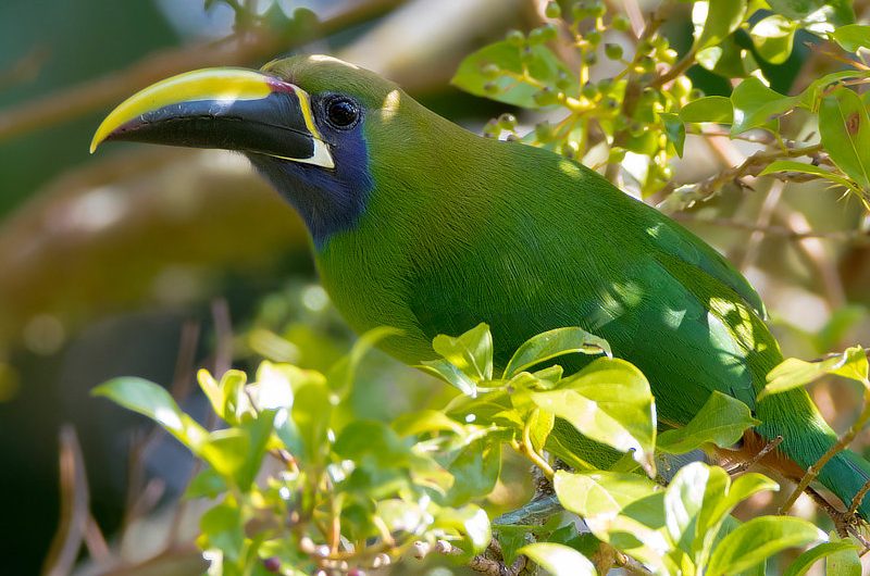 Northern Emerald-Toucanet Panama