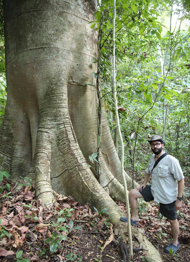 Cuipo Tree Darien Panama