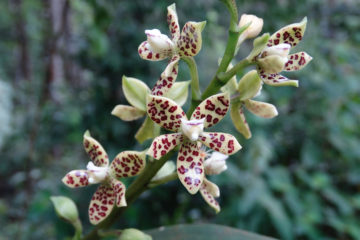 Orchid Prosthechea vespa