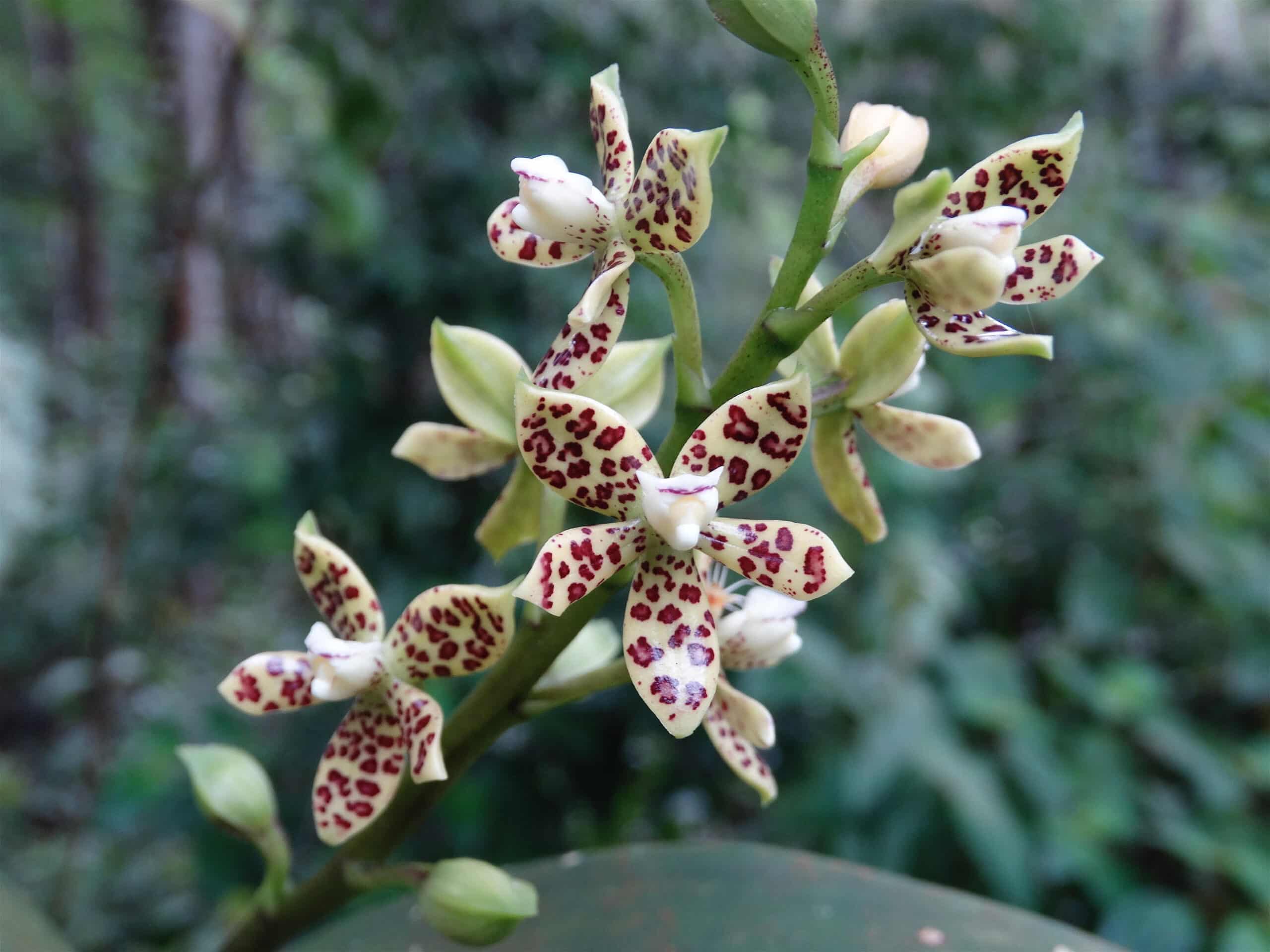 Orchid Prosthechea vespa